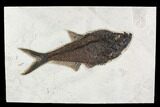 Fossil Fish (Diplomystus) From Inch Layer - Top Quality #107469-1
